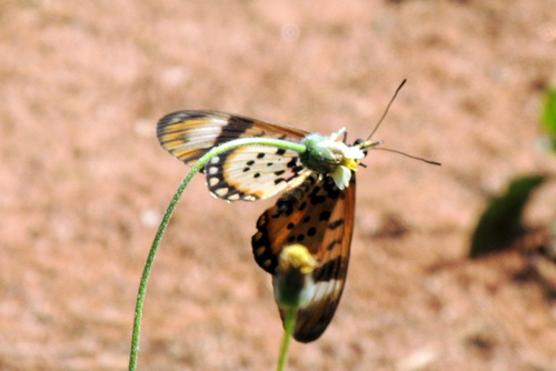 Acraea zetes