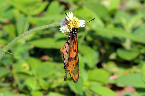 Tridax procumbens image