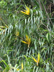 Freycinetia formosana