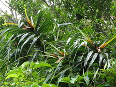 Freycinetia formosana