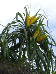 Freycinetia formosana