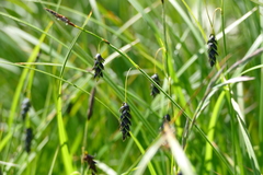 Carex pluriflora