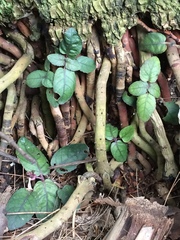 Strobilanthes reptans