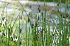 Carex pluriflora