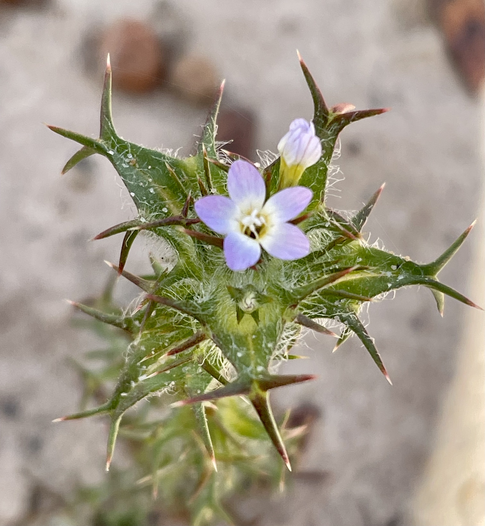 Navarretia hamata ssp. parviloba