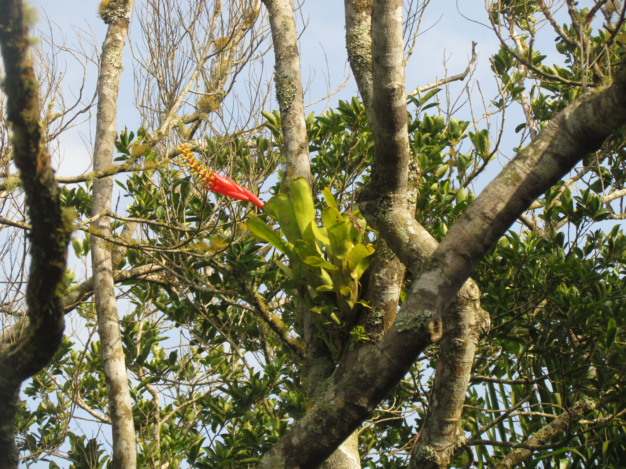 Aechmea nudicaulis