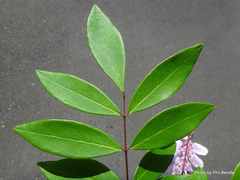 Indigofera decora