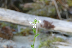 Arabis eschscholtziana