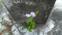 Ageratum houstonianum