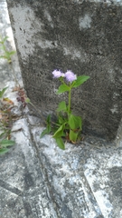 Ageratum houstonianum