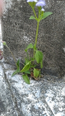 Ageratum houstonianum