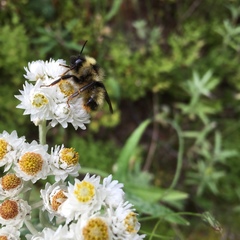 Bombus flavidus flavidus