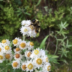 Bombus flavidus flavidus