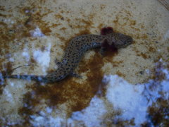 Necturus beyeri