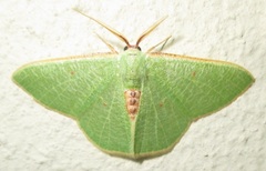 Celidomphax quadrimacula