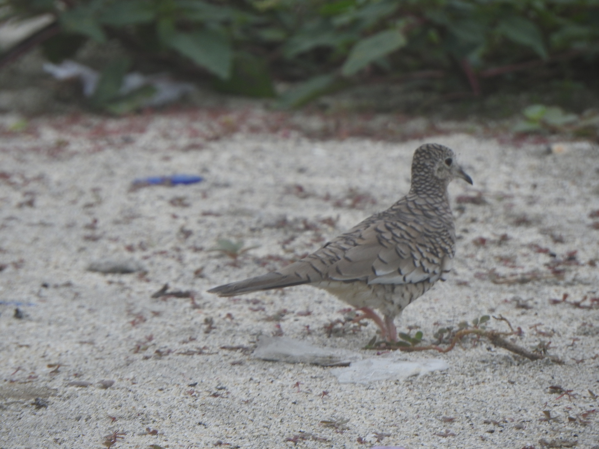 Scaled Dove illustration