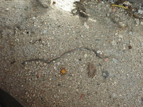 Black Blind Snake