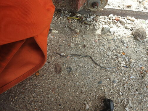 Black Blind Snake