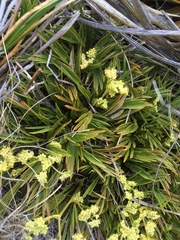 Aciphylla monroi
