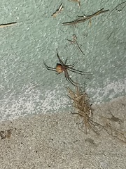 Latrodectus geometricus