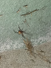 Latrodectus geometricus