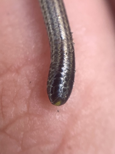 Black Blind Snake