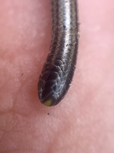Black Blind Snake