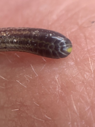 Black Blind Snake