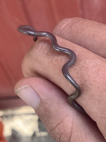 Black Blind Snake