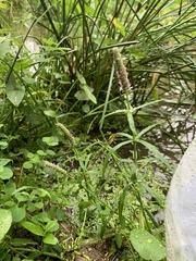 Pogostemon stellatus