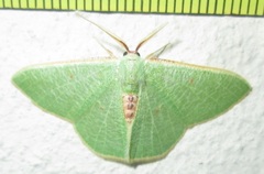 Celidomphax quadrimacula