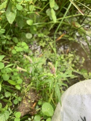 Pogostemon stellatus