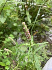 Pogostemon stellatus