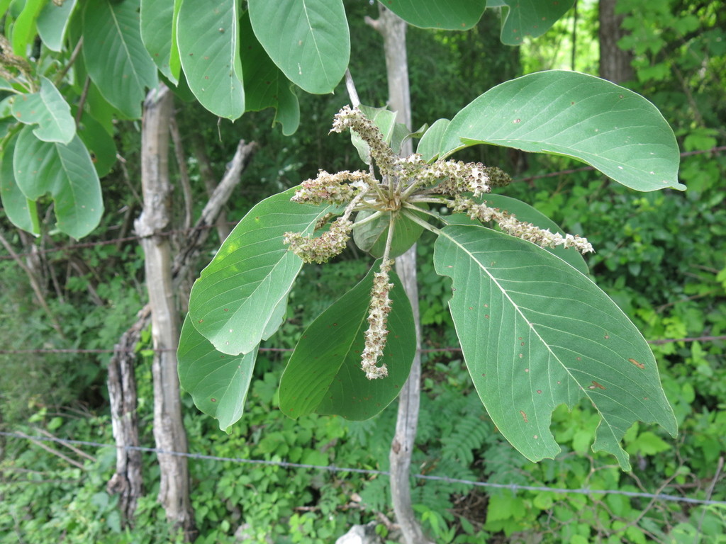 Terminalia macrostachya