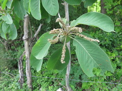 Terminalia macrostachya