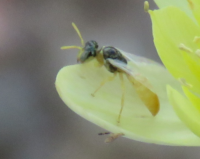 Perdita mentzeliae