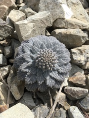 Notothlaspi rosulatum