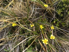 Ranunculus enysii