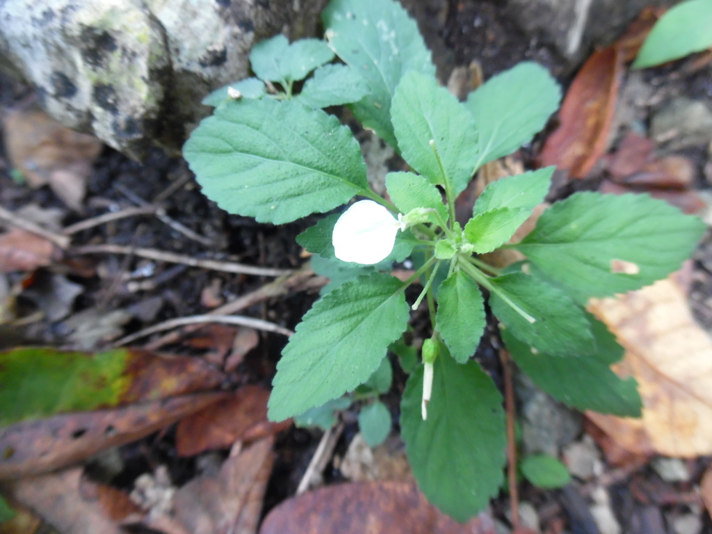 Hybanthus thiemei