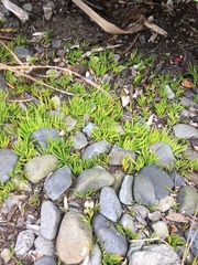 Xeronema callistemon