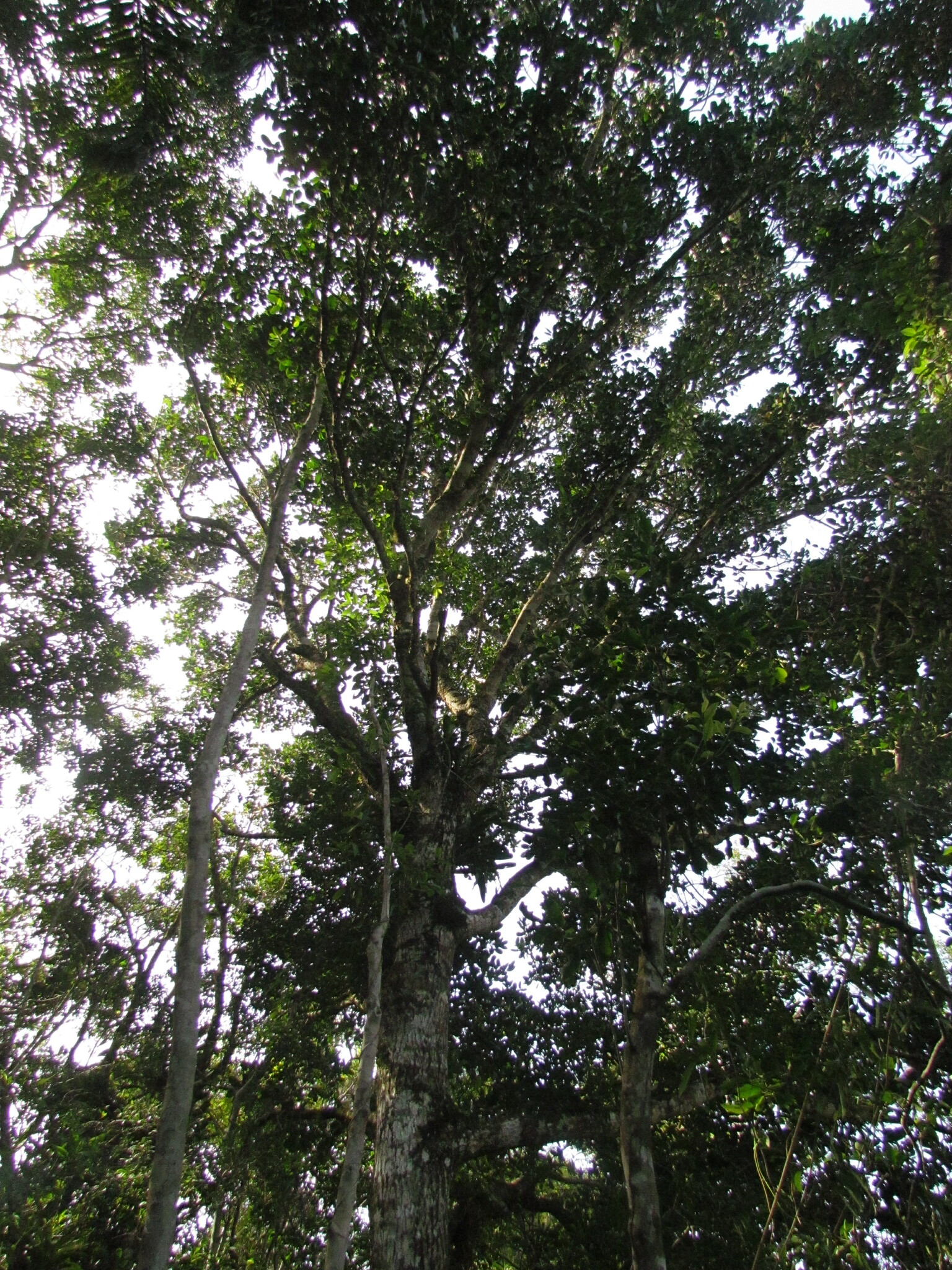 Calophyllum Brasiliense Cambess.