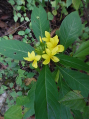 Barleria oenotheroides