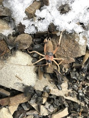 Deinacrida connectens