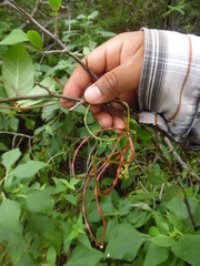 Mandevilla subsagittata