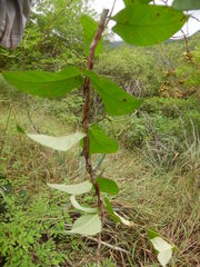 Mandevilla subsagittata