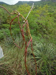 Mandevilla subsagittata