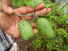 Marsdenia gualanensis