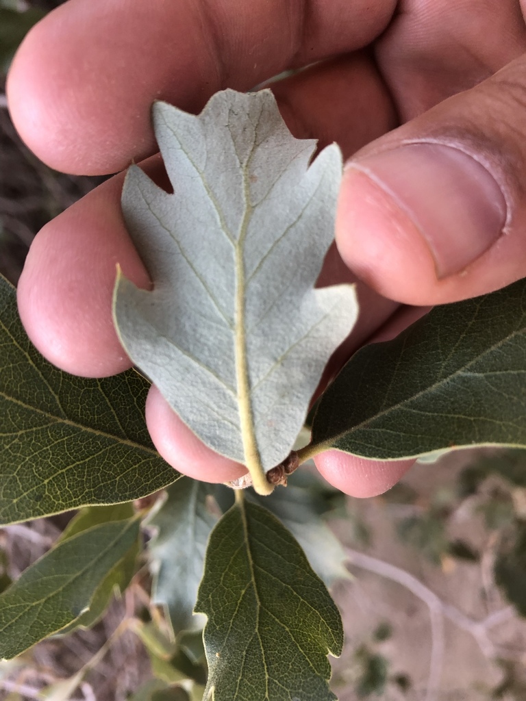 Munz's Oak