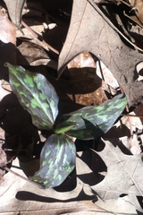 Trillium recurvatum