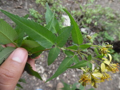 Bidens reptans
